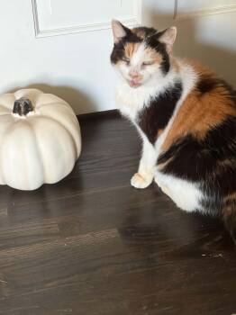 Scottie -  Calico Cat for Adoption in Danville, Illinois - Scottie | PetCurious