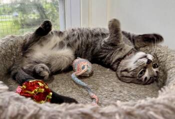 Cassie -  Domestic Short Hair Cat for Adoption in Ashland, Ohio - Cassie | PetCurious