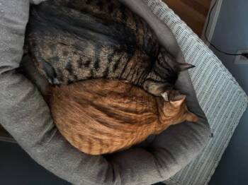 Rescue Domestic Short Hair Cats for Adoption in Braintree, Massachusetts - Stripey & Squash | PetCurious