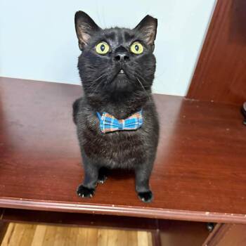 Romeo -  Bombay and Domestic Short Hair Cat for Adoption in Rossville, Georgia - Romeo | PetCurious