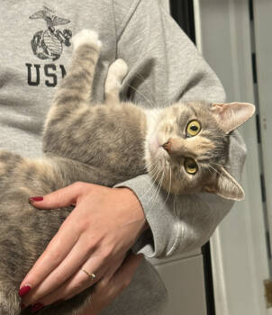 Rescue Domestic Short Hair Cats for Adoption - Fernie | PetCurious