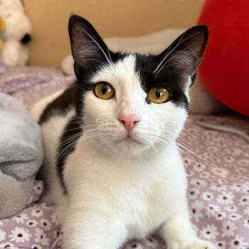 Emily -  Domestic Short Hair Cat for Adoption in Los Angeles, California - Emily | PetCurious