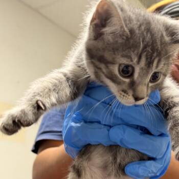 Felix -  Domestic Short Hair Cat for Adoption in Philadelphia, Pennsylvania - Felix | PetCurious