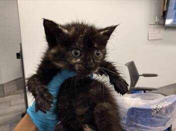 BUG -  Domestic Short Hair Cat for Adoption in Charlotte, North Carolina - BUG | PetCurious