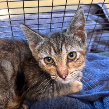 Parsnip -  Domestic Short Hair Cat for Adoption in Pasadena, California - Parsnip | PetCurious
