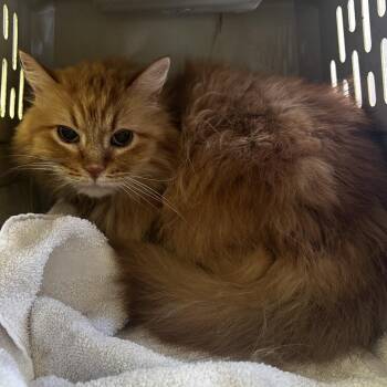 Piddle-Pot -  Domestic Long Hair Cat for Adoption in Warrensburg, Missouri - Piddle-Pot | PetCurious