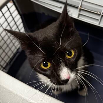 Milo -  Domestic Short Hair Cat for Adoption in Concord, North Carolina - Milo | PetCurious