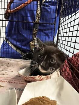 Domestic Short Hair Cats Available for Adoption in Fort Lauderdale, Florida - A2476127 | PetCurious