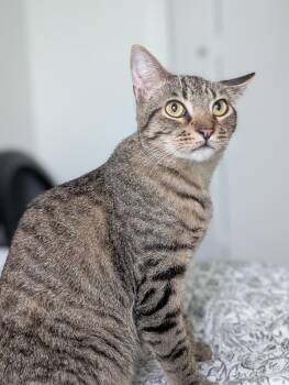 Boingo -  Domestic Short Hair Cat for Adoption in Pearland, Texas - Boingo | PetCurious