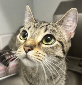 Milo -  Domestic Short Hair Cat for Adoption in Golden, Colorado - Milo | PetCurious