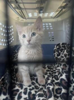 Domestic Short Hair Cats Available for Adoption in Salisbury, North Carolina - Mona Lisa | PetCurious