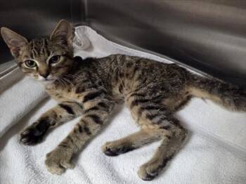 FRED -  Domestic Short Hair Cat for Adoption in Norco, California - FRED | PetCurious