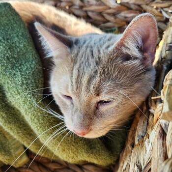 Rescue Domestic Short Hair Cats for Adoption in Monroe, Michigan - Munson | PetCurious