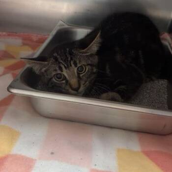 Mazikeen -  Domestic Short Hair Cat for Adoption in Blairsville, Georgia - Mazikeen | PetCurious
