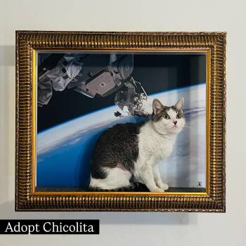 Chicolita -  Tabby and Turkish Van Cat for Adoption in Los Angeles, California - Chicolita | PetCurious