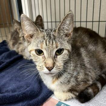 Dwarven Defender -  Domestic Short Hair Cat for Adoption in Fredericksburg, Virginia - Dwarven Defender | PetCurious