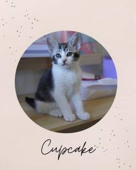 CUPCAKE -  Domestic Medium Hair Cat for Adoption in Coquitlam, British Columbia - CUPCAKE | PetCurious