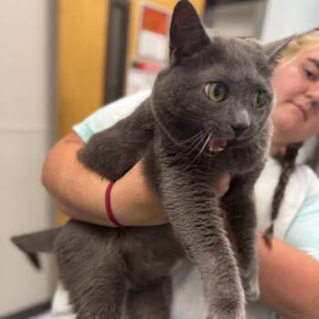 Chunk The Chatterbox -  Domestic Short Hair Cat for Adoption in Columbiana, Alabama - Chunk The Chatterbox | PetCurious