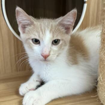 Apollo -  Domestic Short Hair Cat for Adoption in Santa Ana, California - Apollo | PetCurious