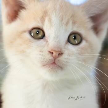 Tetris -  Domestic Short Hair Cat for Adoption in Calgary, Alberta - Tetris | PetCurious
