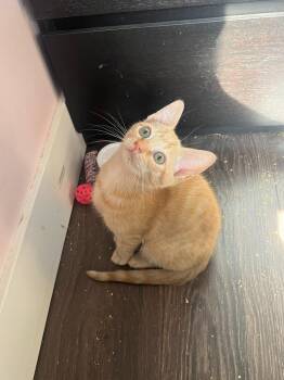 Charlemagne -  Domestic Short Hair Cat for Adoption in Lunenburg, Massachusetts - Charlemagne | PetCurious