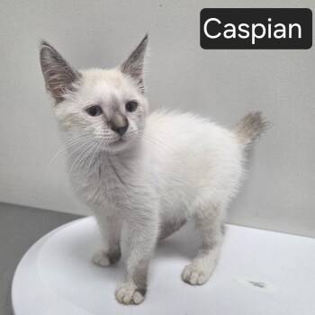Caspian -  Domestic Short Hair Cat for Adoption in Snow Hill, North Carolina - Caspian | PetCurious