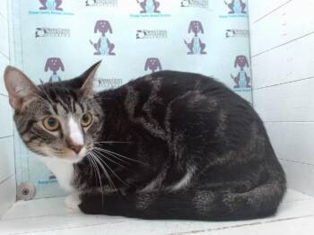 SWEENIE -  Domestic Short Hair Cat for Adoption in Orlando, Florida - SWEENIE | PetCurious