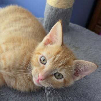 Domestic Short Hair Cats Available for Adoption in South Elgin, Illinois - Rodney | PetCurious