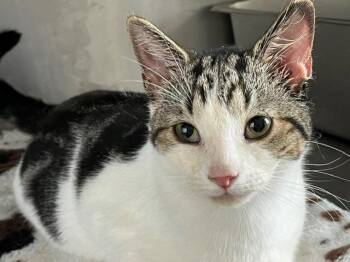 Woodstock -  Domestic Short Hair Cat for Adoption in Cumberland, Maine - Woodstock | PetCurious