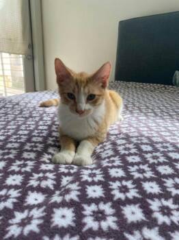 Rescue Domestic Short Hair Cats for Adoption in Houston, Texas - Ching | PetCurious