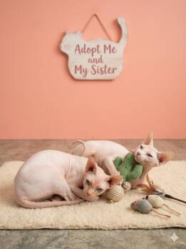 Luna - Sphynx -  Sphynx Hairless Cat Cat for Adoption in Muskego, Wisconsin - Luna - Sphynx | PetCurious