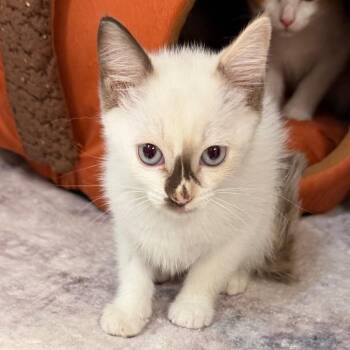 Domestic Short Hair Cats Available for Adoption in Port Charlotte, Florida - Zora | PetCurious