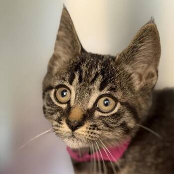 Vinicius -  Domestic Short Hair Cat for Adoption in Los Angeles, California - Vinicius | PetCurious