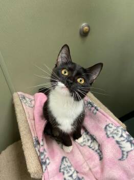 churu -  Domestic Short Hair Cat for Adoption in Warwick, Rhode Island - Churu | PetCurious