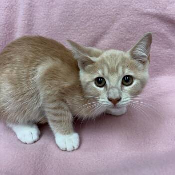 Zooli -  Domestic Short Hair Cat for Adoption in West Point, Mississippi - Zooli | PetCurious