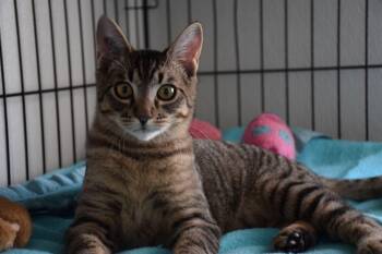 Tabby Cats Available for Adoption - Hugo | PetCurious