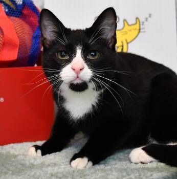 Griffin -  Domestic Short Hair Cat for Adoption in Roanoke, Texas - Griffin | PetCurious