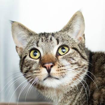 Domestic Short Hair Cats Available for Adoption - Sylvester | PetCurious