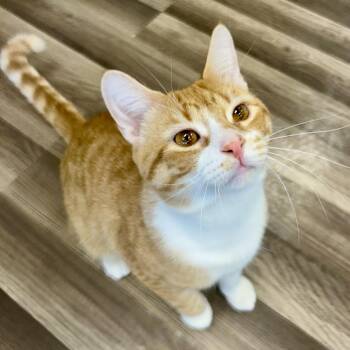 Tabby Cats Available for Adoption in Grand Rapids, Michigan - Vincent | PetCurious