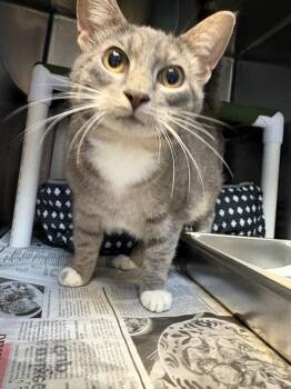 26-0586 "Gracie" -  Domestic Short Hair Cat for Adoption in Leavenworth, Kansas - 26-0586 "Gracie" | PetCurious