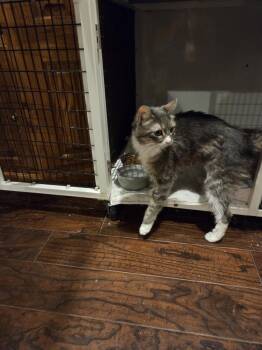 Lucerne -  Domestic Medium Hair Cat for Adoption in Dallas, Texas - Lucerne | PetCurious