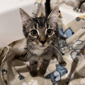 Quinley -  Domestic Short Hair Cat for Adoption in Washburn, Missouri - Quinley | PetCurious