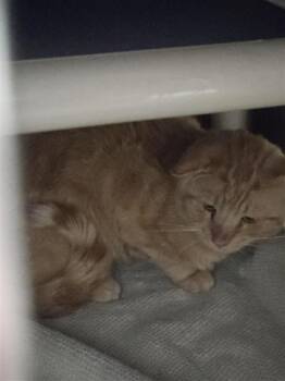 Carotte -  Domestic Short Hair Cat Available for Adoption in Montreal, Quebec - Carotte | PetCurious