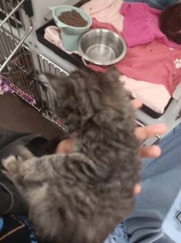 Norma -  Domestic Long Hair Cat for Adoption in Douglasville, Georgia - Norma | PetCurious