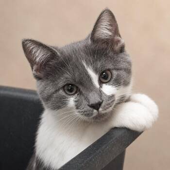 Mitzvah -  Domestic Short Hair Cat for Adoption in Hopewell, Virginia - Mitzvah | PetCurious