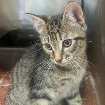 Enzo -  Domestic Short Hair Cat for Adoption in Starkville, Mississippi - Enzo | PetCurious