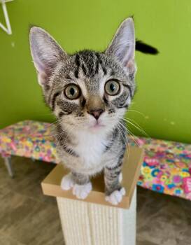 Domestic Short Hair and Tabby Cats Available for Adoption in Fargo, North Dakota - Spark | PetCurious