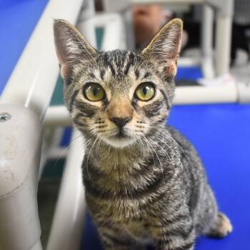 Jelly Bean -  Domestic Short Hair Cat for Adoption in St. Petersburg, Florida - Jelly Bean | PetCurious