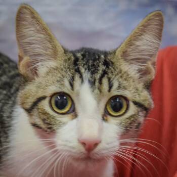 Gaheris -  Tabby and Domestic Short Hair Cat for Adoption in Huntley, Illinois - Gaheris | PetCurious