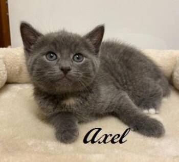 Domestic Short Hair Cats Available for Adoption in Southern Pines, North Carolina - Axel | PetCurious
